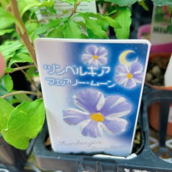 お買い物ついでにローズガーデン＆大型園芸店へ🌼
