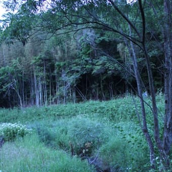 出の山公園のホタル