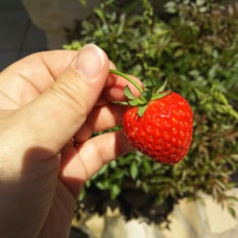 イチゴ収穫！