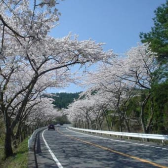 TOYO TIRES ターンパイクの桜