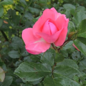 やさしい声をかけられた植物は良く育つか？