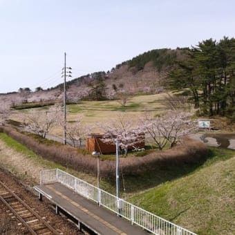   御所の台ふれあいパーク桜開花状況（H29.4.21）