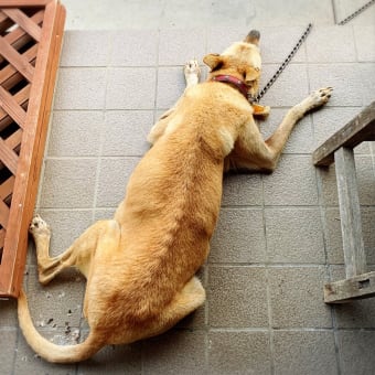 相棒🐕さん。