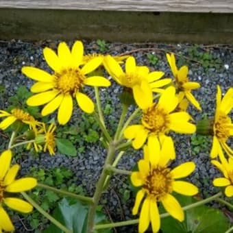 今日の花ツワブキ花言葉、困難に負けない