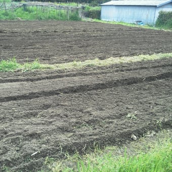 裏の畑を耕しました