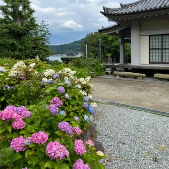 沼津のあじさい祭りに行ってきた