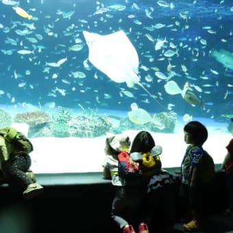 サンシャイン水族館　２歳児遠足