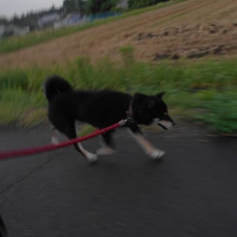 日没後のクロ散歩