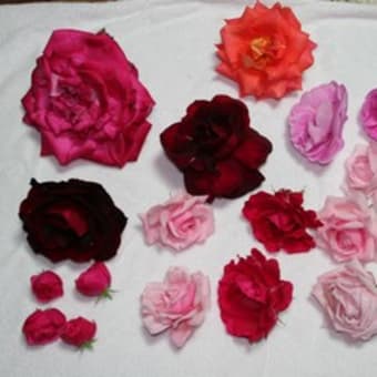 薔薇酒に挑戦！