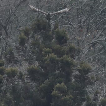 クマタカ成鳥の飛び出し