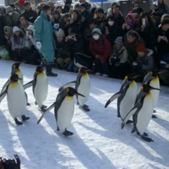 ぺンギン　旭山動物園のペンギンパレード　ペンギンより人間の数が！