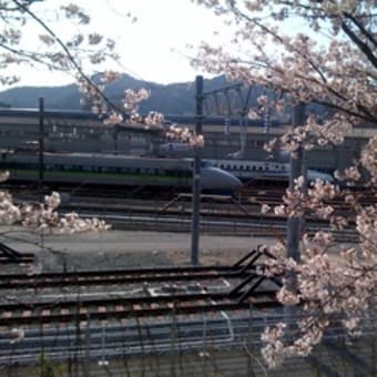 少し桜見学・・