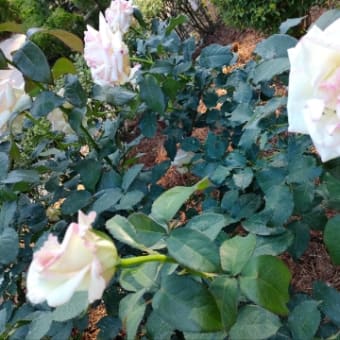 3回目のバラの花　 旧古河庭園5