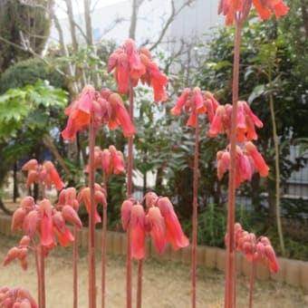 2月の花　（自宅）