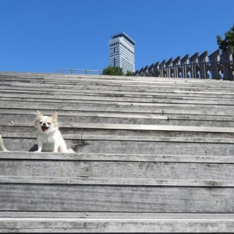 アズキさん、kikiさん　りんくう公園で散歩です。