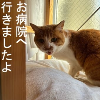 今日のお病院