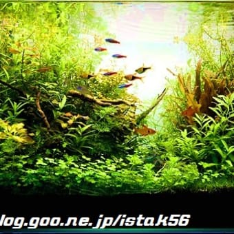 てなわけでネイチャー
