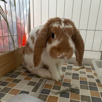 新しい家族です