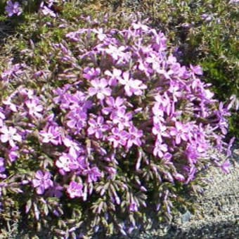 今日は「お花見」なお天気！！