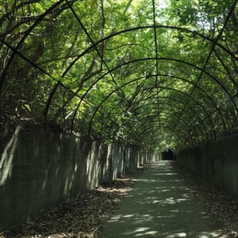 開聞山麓自然公園とトカラ馬