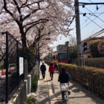 桜と都電の撮影ポイント、荒川二丁目駅