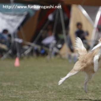 フリスビードック　ファイナル