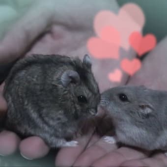 「いささか加熱気味である」って？