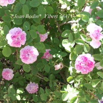 Jean Bodin