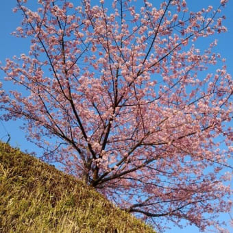 河津桜