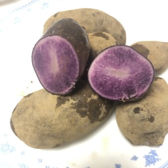 紫色のジャガイモ？　