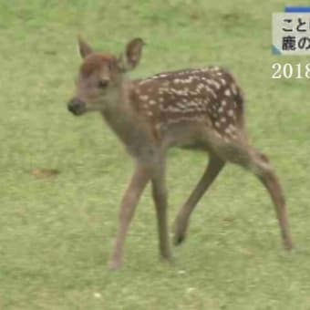 今年、初めての鹿の赤ちゃん・奈良公園　２０１８年０５月