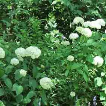 ６月の「こもれびの庭」