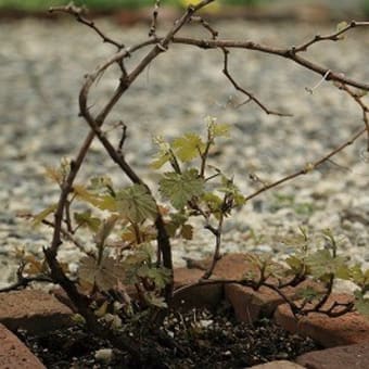 日々成長の花