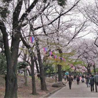 桜巡り帳5頁目：王子