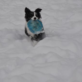 ＷＡＮ－ＷＡで雪遊び