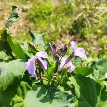 ムラサキハナナ（紫花菜）