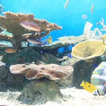 しながわ水族館