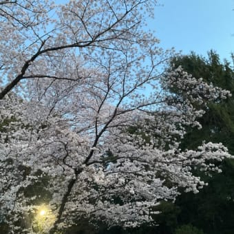 ホタルをみた👀