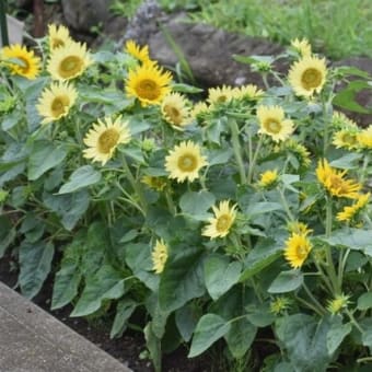 我が家の花壇のヒマワリ