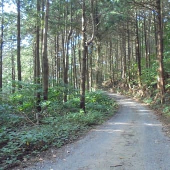 北本妙寺林道→金峰山林道（天福寺側）2024.8月