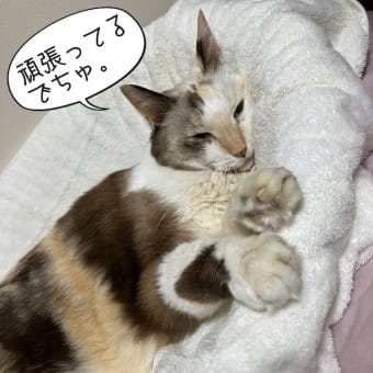 ルゥ、出血止まりました。