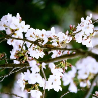 福岡大のプロ写真　桜のフィルム写真