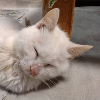 ミルコ「家族のみんニャと相談して、オムツしてお昼寝することにニャりましたニャ(ΦωΦ)/」 #白猫 #猫の居る暮らし #猫 #cat #CatsOfTwitter