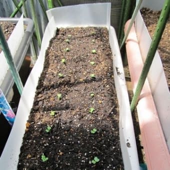 早々の植え替え作業