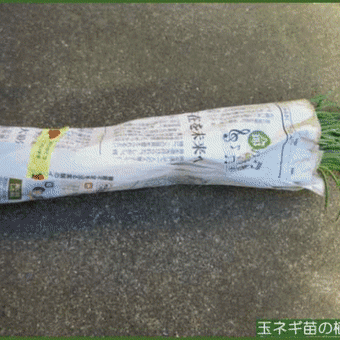 遅れていた玉ネギ苗の植え付け作業を、昨日の昼前にようやく済ませて・・・