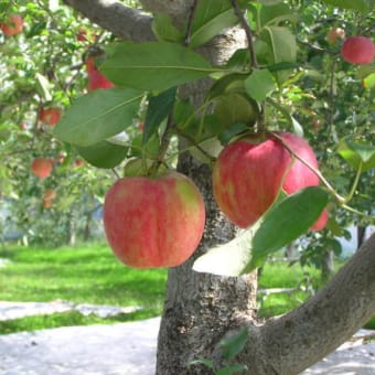 徳佐のリンゴ園