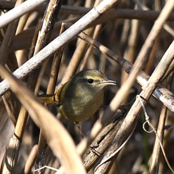 まつぶし緑の丘公園でウグイスを見た