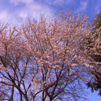 桜開花