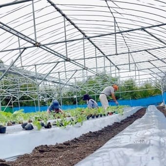 イチゴ定植作業終了🌱🧤