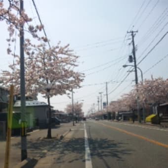 142.桜